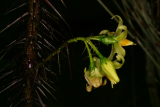 Solanum atropurpureum RCP7-06 421.jpg